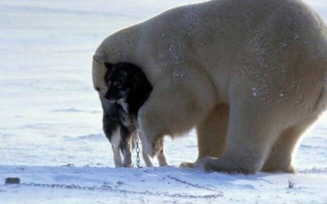 Urso polar e cão, Canadá: o fotógrafo Norbert Rosing clicava husky siberiano quando um urso polar apareceu. Foto: Reprodução/Facebook