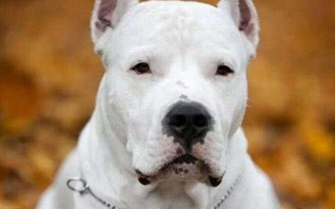 O Dogo Argentino é um cão de caça 