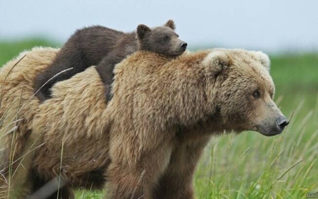 Mamãe urso carregando seu filhote