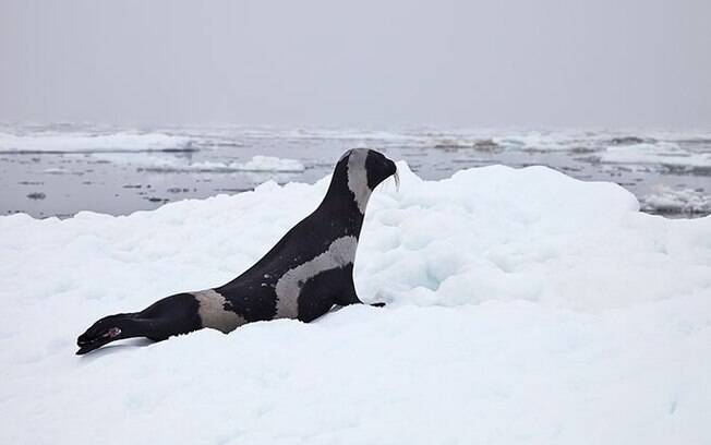 Raro exemplar de foca de fita, foca