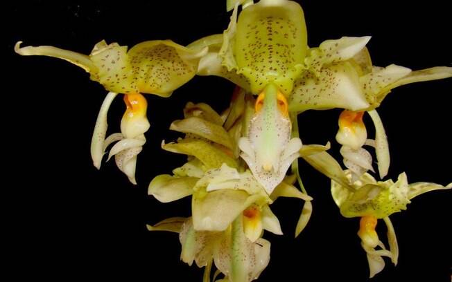 Orquídea da espécie Stanhopea