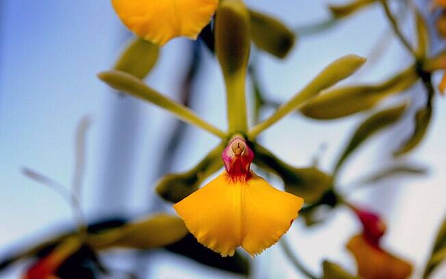 Orquídea da espécie Epicattleya