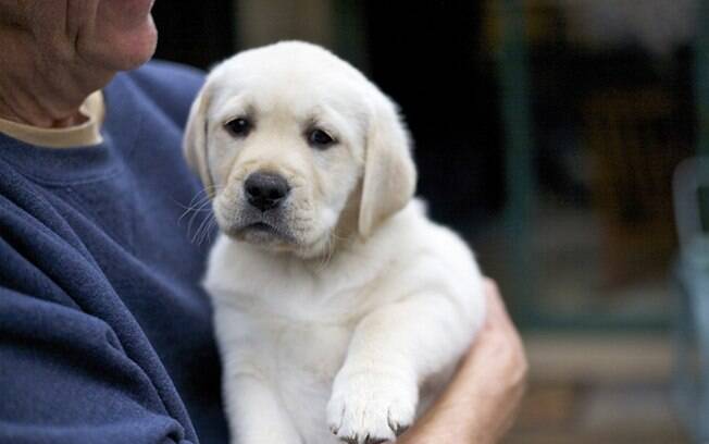 Filhote de labrador.