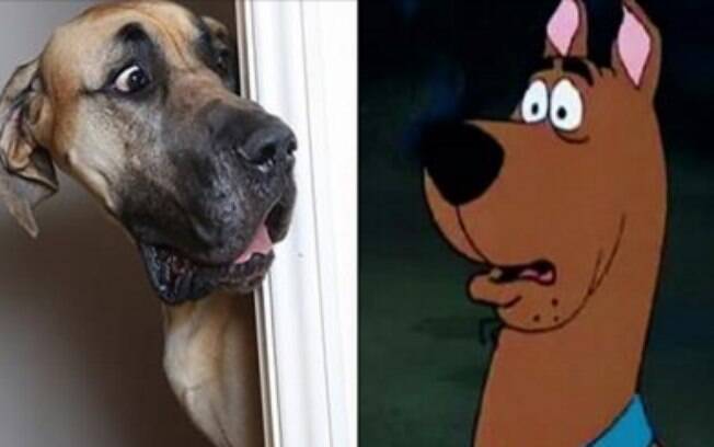 Esse é Presley, um cachorro medroso igual ao Scooby-Doo.