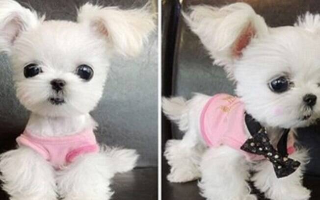 Cachorrinho branco muito fofo fazendo sucesso.