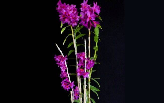 Orquídea da espécie Dendrobium sulawesiensis