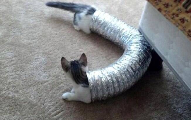 Espero que isso seja mesmo só uma ilusão de ótica e sejam dois gatos.