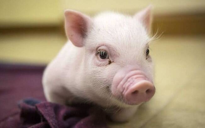 O porquinho Chris Bacon