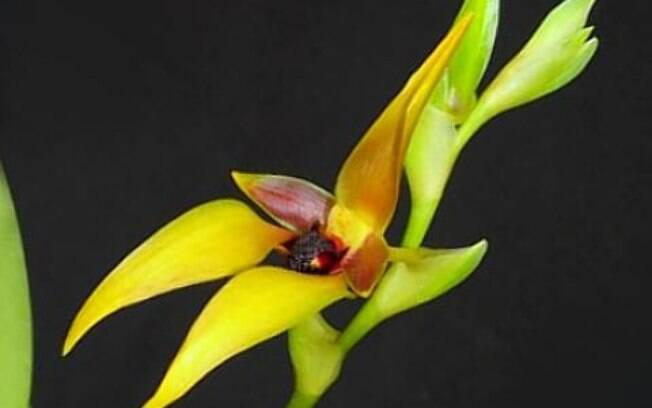 A Bulbophyllum carunculatum, originária das Filipinas, encanta por seu formato diferenciado