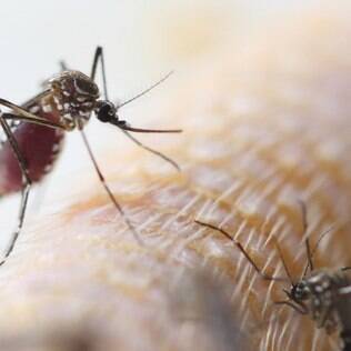 “Um mosquito não é mais forte que um país inteiro” será a frase utilizada nos materiais da campanha