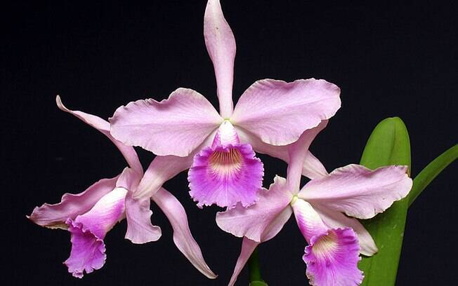 Orquídea da espécie Laelia purpurata (variedade russeliana)