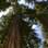 As sequoias possivelmente seriam imbatíveis em um jogo de basquete. Elas detêm o recorde de árvore mais alta do mundo. Há registro de uma sequoia de 115,6 metros. Foto: Brian Gratwicke