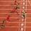 Chegada da final dos 100 m rasos nos Jogos de Londres, com Usain Bolt conquistando o bicampeonato. Foto: Ian Walton/Getty Images