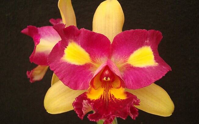 Orquídea híbrida da espécie Cattleya intermedia