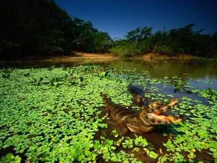 Guia completo para viajar no Pantanal