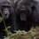 Chimpanzés 'guerreiros', Uganda: cientistas do Parque Nacional Kibale descobriram que os Ngogo exibem disciplina e táticas que lembram soldados. Foto: Reprodução/Youtube