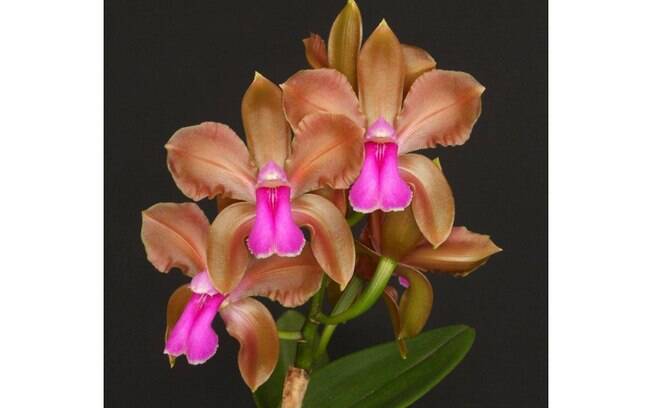 Orquídea da espécie Cattleya bicolor