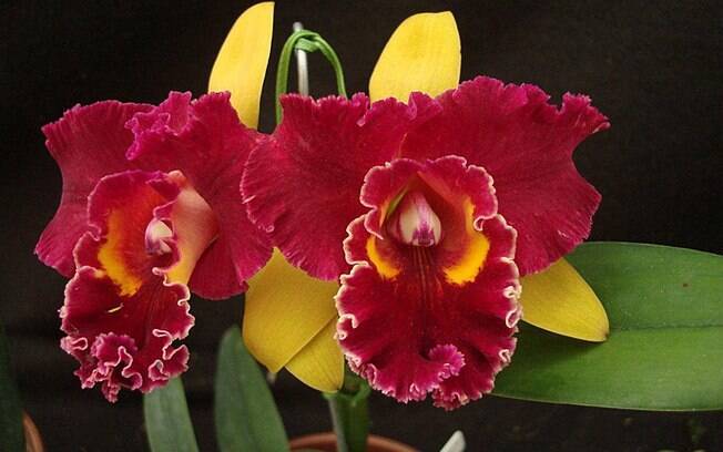 Mais um híbrido da orquídea Cattleya intermedia