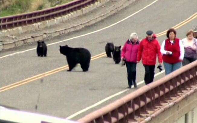 Apesar do perigo que um encontro com esses animais pode ter, ataques são raros em Yellowstone