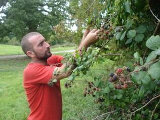 Mark colhe frutas: