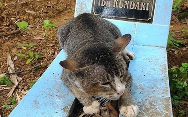 Gata está há um ano ao lado do túmulo do dono 