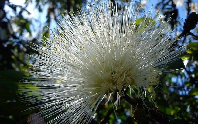 Conhecida por dormideira (Mimosa pudica), a espécie exótica retrai as folhas ao ser tocada ou exposta ao calor. A tática evita perda de água