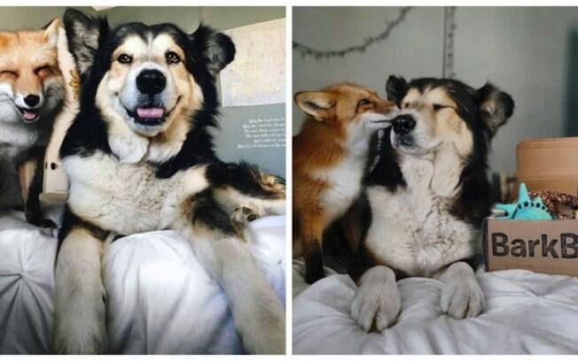 Linda amizade entre cachorro e raposa encanta internautas.