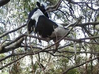 Vaca fica presa em árvore no Paraná