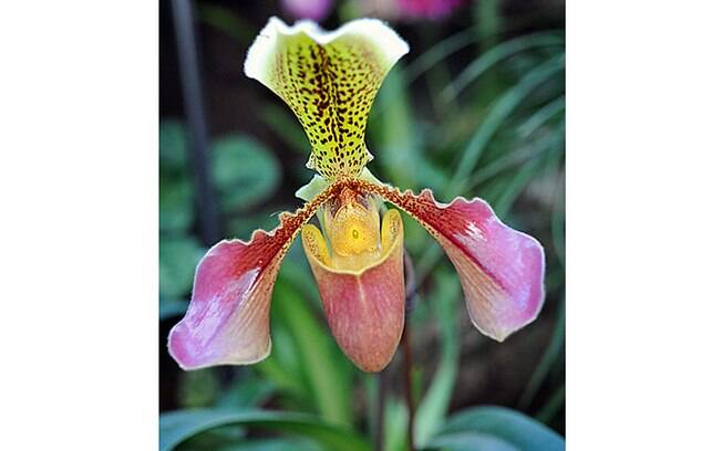 Orquídea da espécie Paphiopedium 