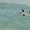 Durante um dos mergulhos, Giovanna e Pietro foram surpreendidos com a presença de um pinguim também nadando no mar. Foto: Photo Rio News