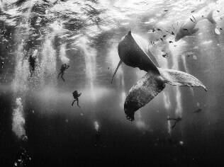Foto de baleia e filhote cercados vence