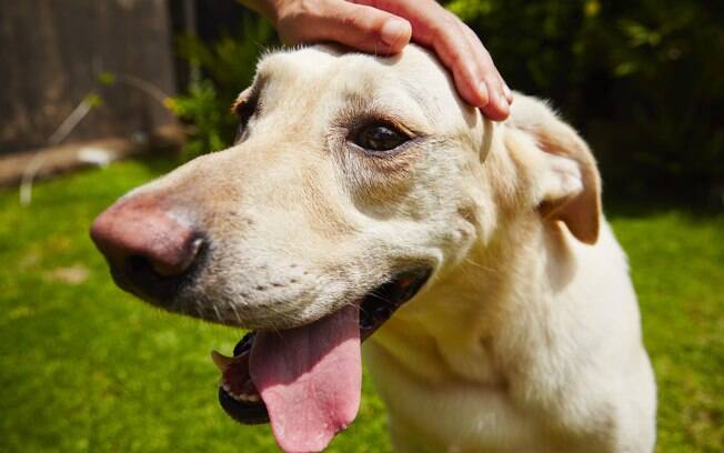 A hipertermia é o aumento excessivo da temperatura corporal dos cães  