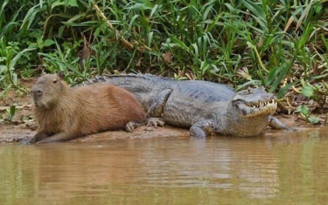 Uma capivara de boaça do lado de um perigoso crocodilo que nesse momento está pensando em nada.