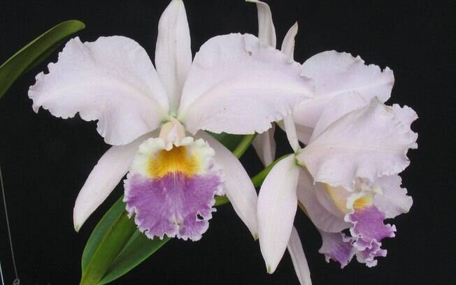Orquídea Cattleya labiata var. coerulea