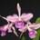 Orquídeas como a Laelia purpurata devem ser regadas a cada dois dias. Foto: Divulgação