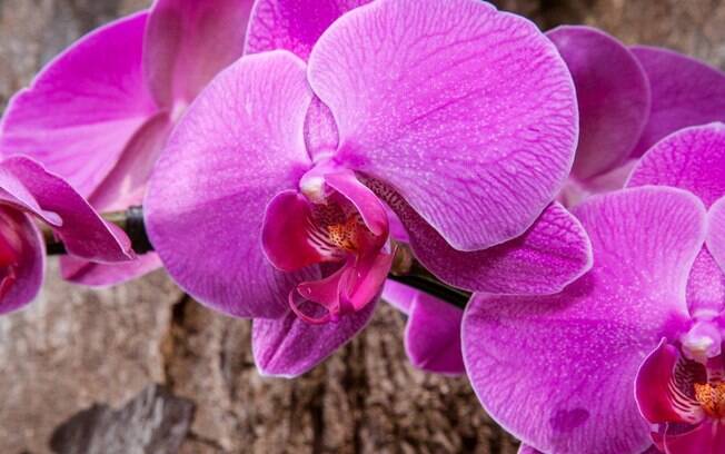 No detalhe, a orquídea da espécie Cattleya
