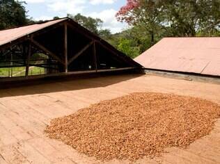 Na Fazenda Provisão, é possível tomar café da manhã com vista para a secagem do cacau