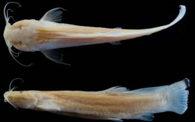 Espécie de peixe é considerada frágil e tem populações pequenas