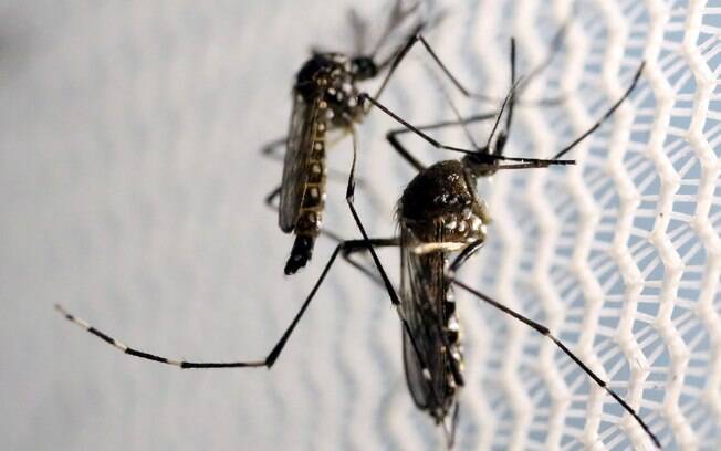 O mosquito Aedes aegypti é o vetor de transmissão do zika vírus, dengue e chikungunya