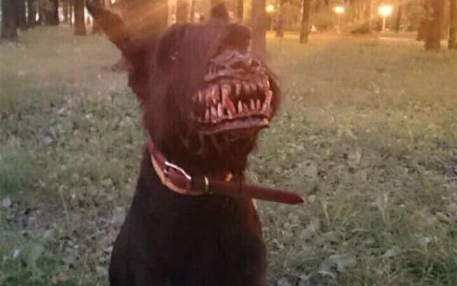 Cachorro usando focinheira