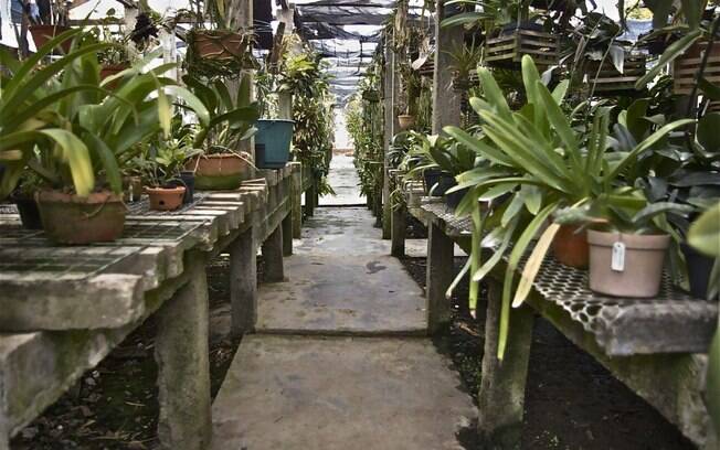 O cultivo de orquídeas exige cuidado e muita dedicação. O orquidário da foto pertence a Denitiro Watanabe e abriga mais de 900 espécies diferentes