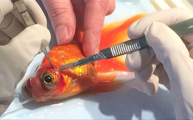 Peixinho dourado com câncer é operado pela 3º vez para retirada de tumor