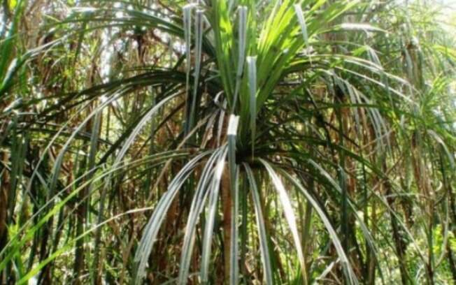 Até agora, todas as vezes que os cientistas encontraram a planta, encontraram também kimberlito, que pode abrigar diamantes