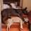 Ritinha, Dingo e Baby são alguns dos cãopanheiros acolhidos por Siegmar Metzners, que já adotou 18 . Foto: Arquivo pessoal