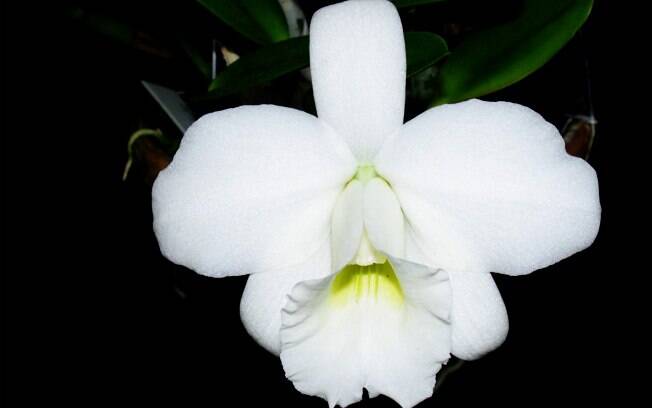 Orquídea da espécie Hadrolaelia pumila 