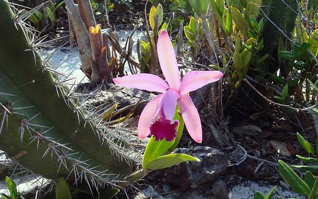 Orquídea da espécie Cattleya intermedia