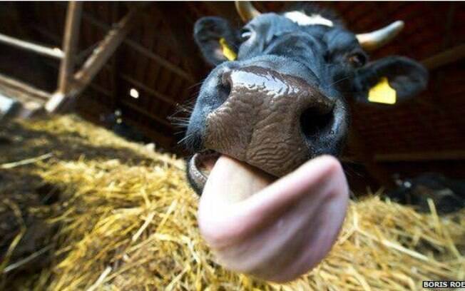 Assim como ocorre entre as vacas, a saliva do homem tem propriedades antimicrobianas