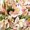 Astromélia (Alstroemeria hybrida). Foto: Eduardo Cesar/Fotoarena
