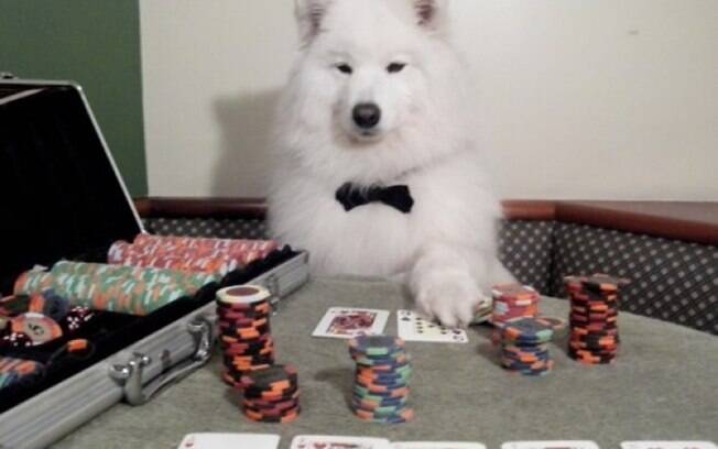 Um cachorro mestre do poker.
