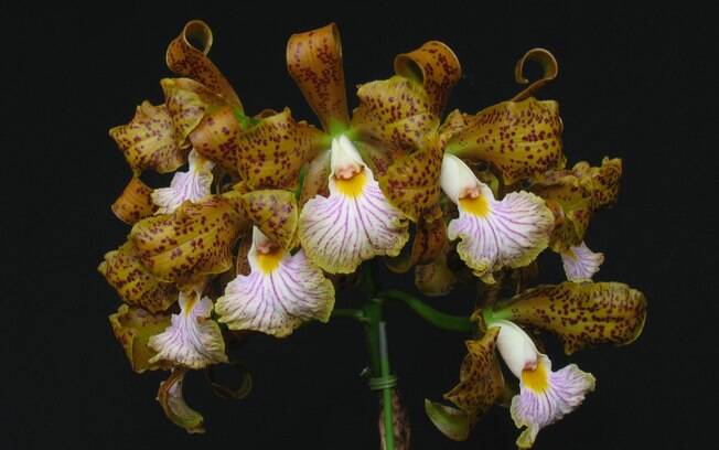 Orquídea da espécie Cattleya velutina